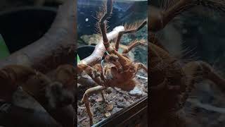 The World's Biggest Spider: Goliath Birdeater Tarantula at Plantasia Tropical Zoo