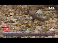 Новини Чернівців: у центральному парку скажена білка покусала людей