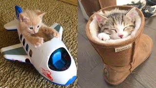 💗Funny and cute cat Compilation 2020💗 - The cutest HD, Lustige und süße Katze