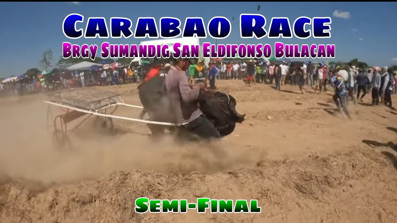 EP,666. Carabao Race Brgy Sumandig San Eldifonso Bulacan Semi-Final ...