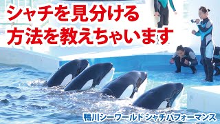 シャチを見分ける方法を教えちゃいます 鴨川シーワールド シャチパフォーマンス Youtube