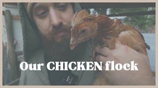 Our BACKYARD chickens and their COOP! by Wicked Life 478 views 6 months ago 12 minutes, 49 seconds