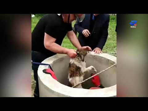 მეხანძრე-მაშველებმა ჭაში ჩავარდნილი ძაღლი უვნებლად ამოიყვანეს