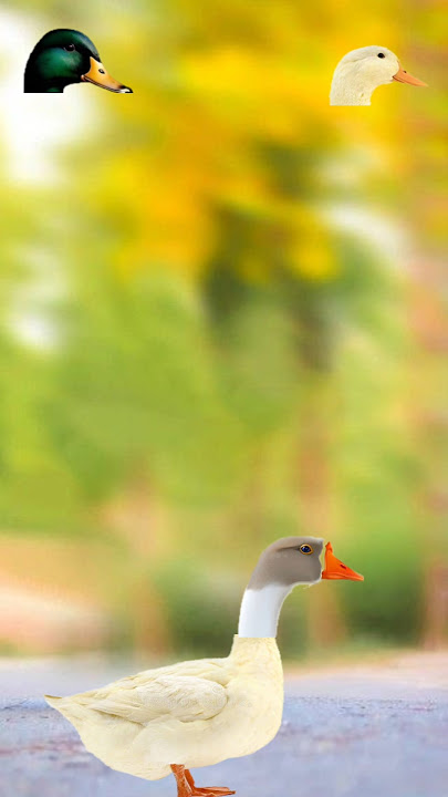 Assala walekum walekum salam🥰 #terrnding #cute #vfxmahjabeen #shortsviral #ytshorts #funny #birds