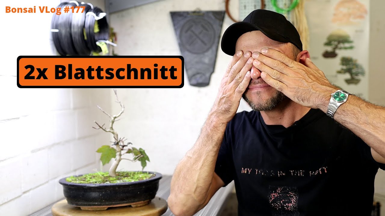 Zwei Mal Blattschnitt und einmal Bltter - Blutahorn Acer platanoides  [Blattschnitt]| #177BonsaiVlog
