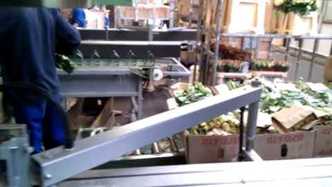 Flower Optimal Connection 2