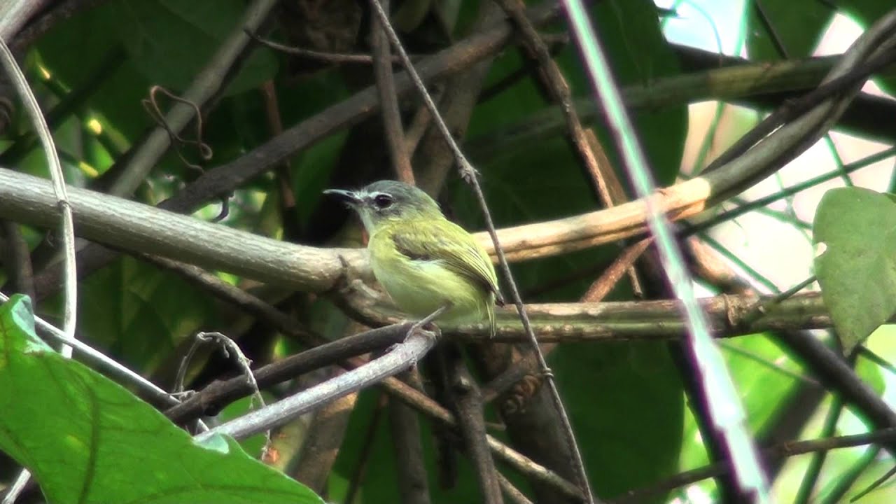 Short-tailed Pygmy-Tyrant 