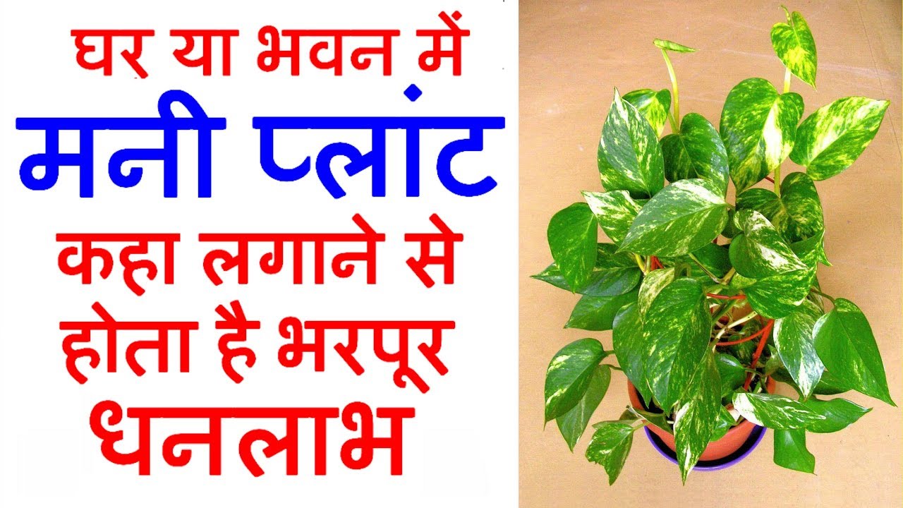 Money Plant Kis Disha Mein Lagana Chahiye andre