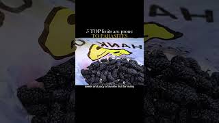 Top 5 fruits are prone to parasites #parasite #fruits #fyp #Shorts #ama.animals520