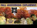 Fall edible mushroom explosionmushroomhunting foraging fallmushrooms