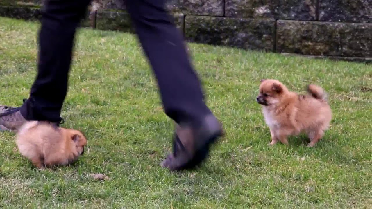 Pomeranian Puppies For Sale - YouTube Newborn Pomeranian