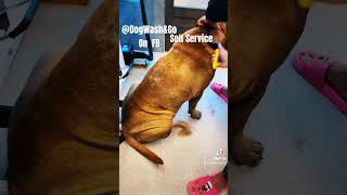 #bullmastiff #dog #doglover #gooddog #groom #grooming #washing #whatsapp_status