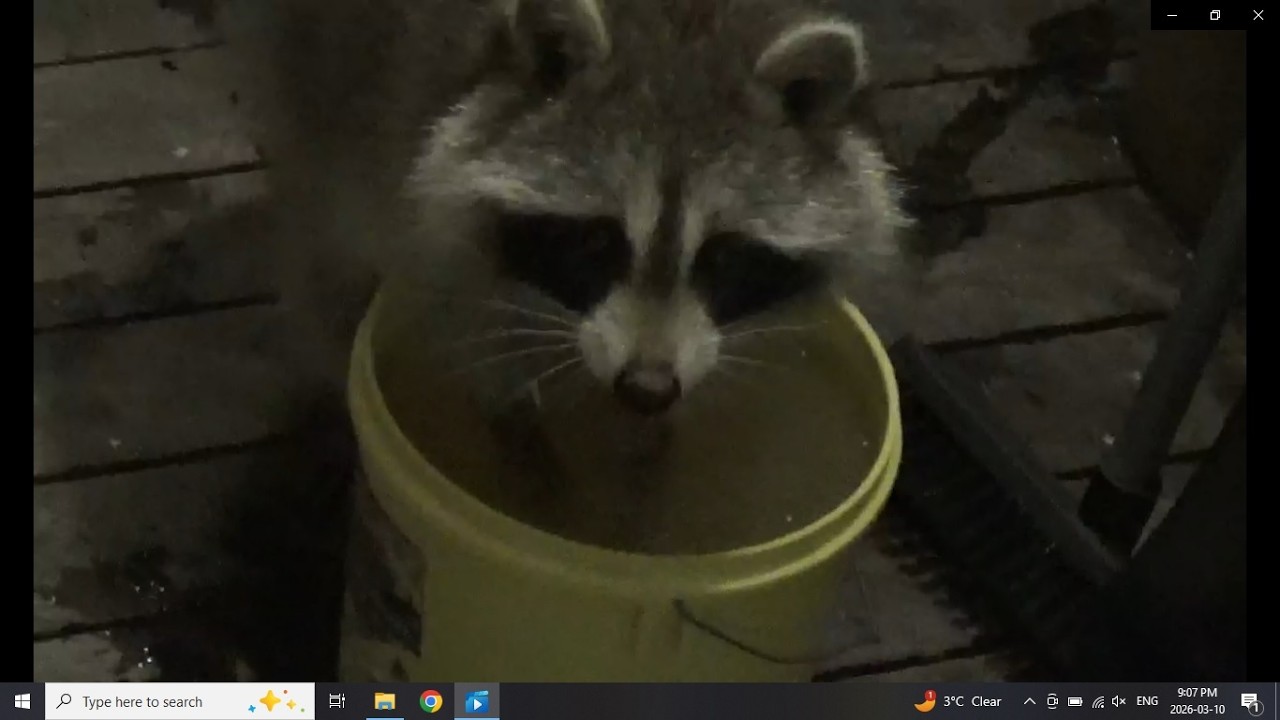 Первые еноты появятся в 2026 году.