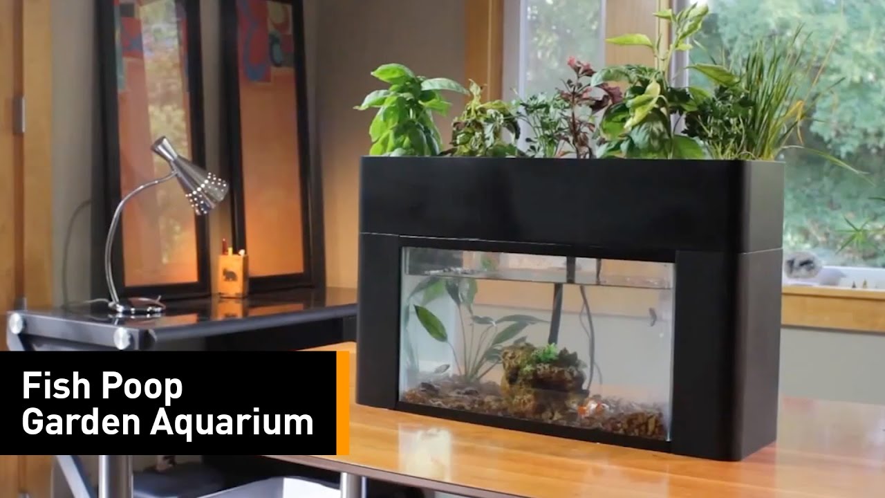 Fish Waste Feeds Plants In This Aquaponics Garden Youtube