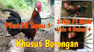 Pikat Ayam Hutan Seri F2 dan F1 Muda