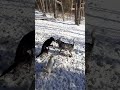 Good day for a run. Tucker still has it! #mutts #dogsplaying #dogs #fun