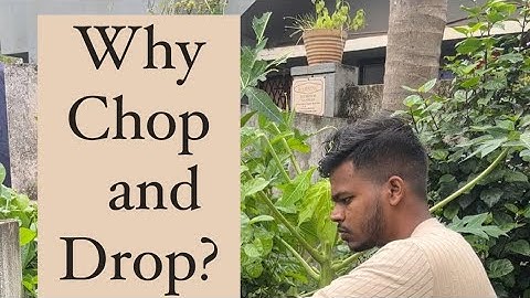 Importance of chop and drop - Permaculture garden