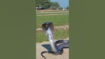 Uff Itna Braa Sanp 🥺 King Cobra snake | King of snakes | | Cobra viral shots | Cobra viral videos |