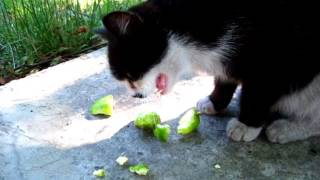 Кошка которая ест огурцы Кошка которая ест огурцы