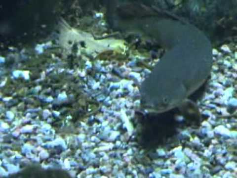 Video: Mitä Akvaariokaloja Kasvattaa Kaviaaria