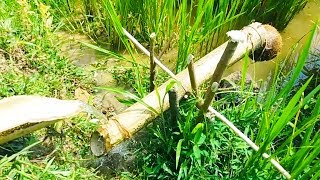 How To Get Rid Of Rats and Birds in a Field