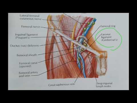 Video: Forskjellen Mellom Sene Og Ligament