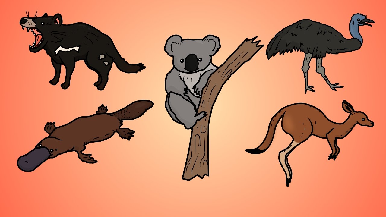 Draw Five: How to Draw Australian Animals - YouTube