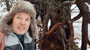 Почему сосны растут на песчаных почвах? Чем сосна отличается от ели?