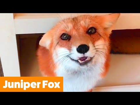 best-of-juniper-fox-|-funny-pet-videos