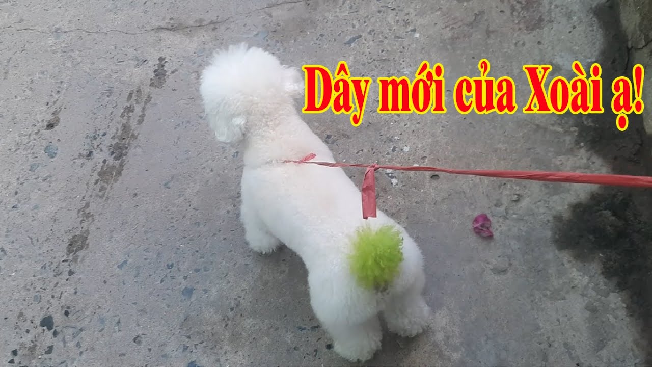 Xoài có dây đeo mới siêu nhẹ - Chú poodle dễ thường cute - Thế giới ơi ...