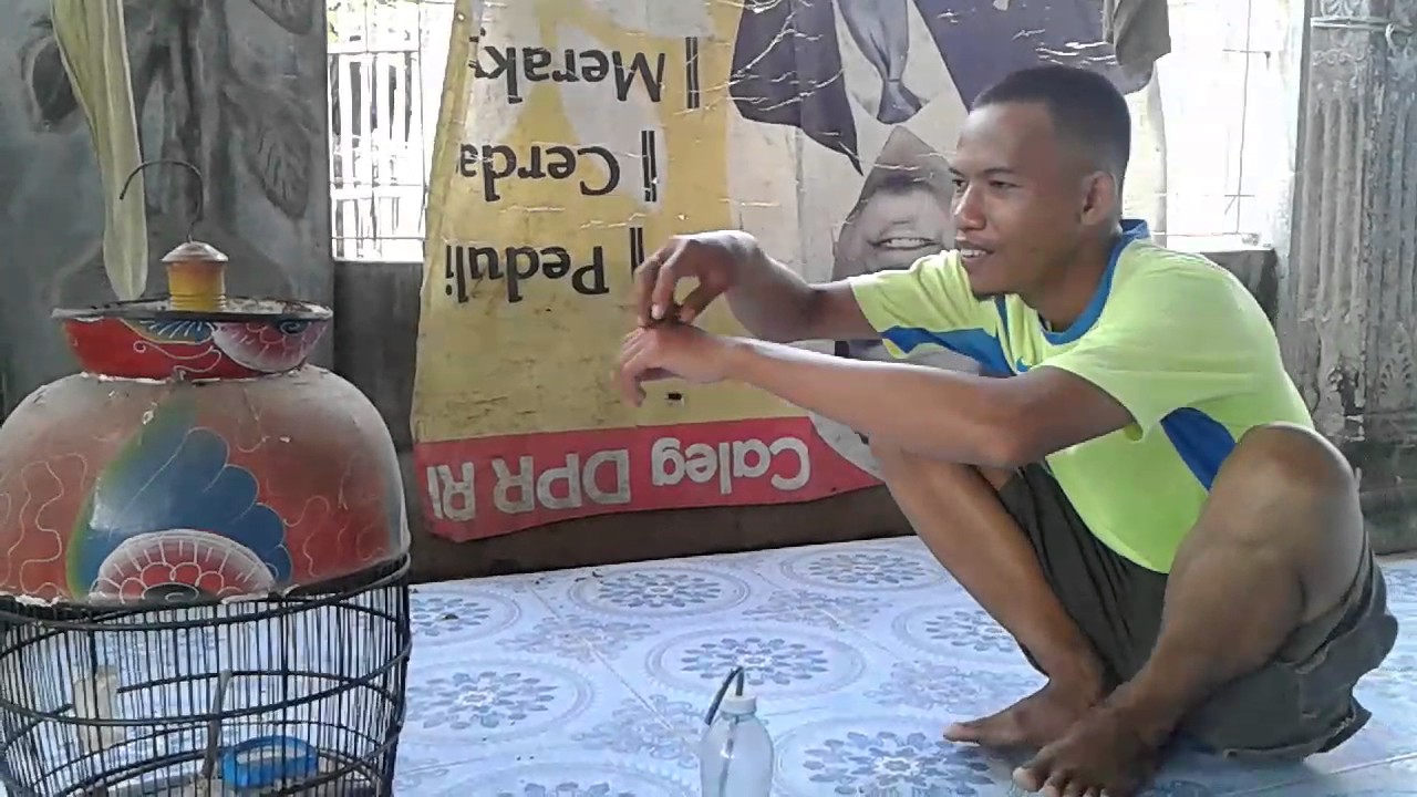 Burung emprit sawah jinak 
