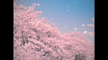 Download 無料 壁紙 桜 Mp4 Mp3 Download 無料 壁紙 桜 Mp4 Mp3