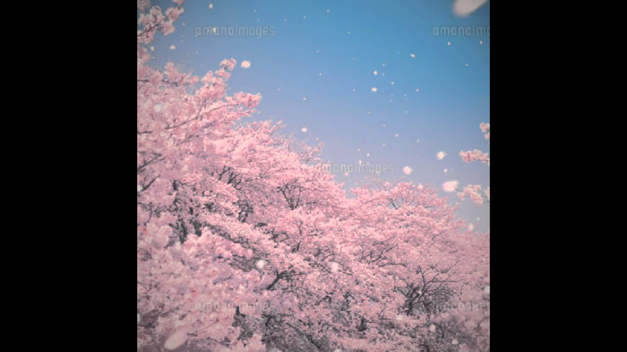 桜吹雪 壁紙 Iphone 桜吹雪 壁紙 あなたのための最高の壁紙画像