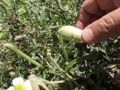 Squirting cucumber (Ecballium elaterium) in slow motion