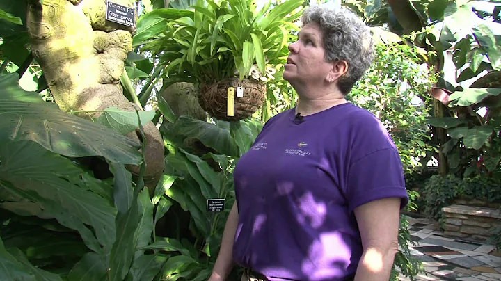 Marjorie McNeely Conservatory North Garden Quick T...