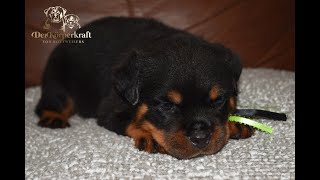 DKV Rottweilers Video Collection | Noris II Vom Hause Edelstein Puppy (2)