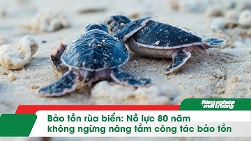 Bảo tồn rùa biển: Nỗ lực 80 năm không ngừng nâng tầm công tác bảo tồn