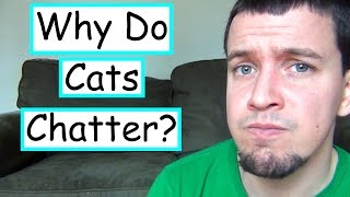 Why Do Cats Mumble & Chatter At Birds?