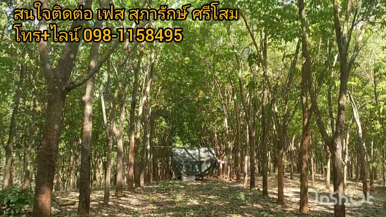 ขายสวนยาง 45 ไร่ ราคา 3.6 ลบ. ยังเต็มพื้นที่ น้ำไฟมีไฟฟ้าแรงสูง ที่สวยยางต้นใหญ่