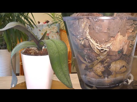 Пересадили...? Гниют корни...?