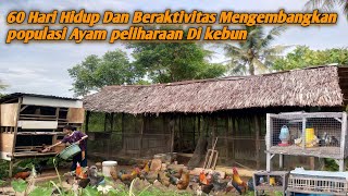 60 Days of Caring for and Growing a Population of Pet Chickens in the Garden.