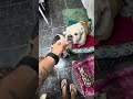 Sextou com os dogs.