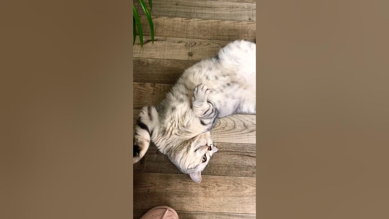 Бонька🎀 - YouTube