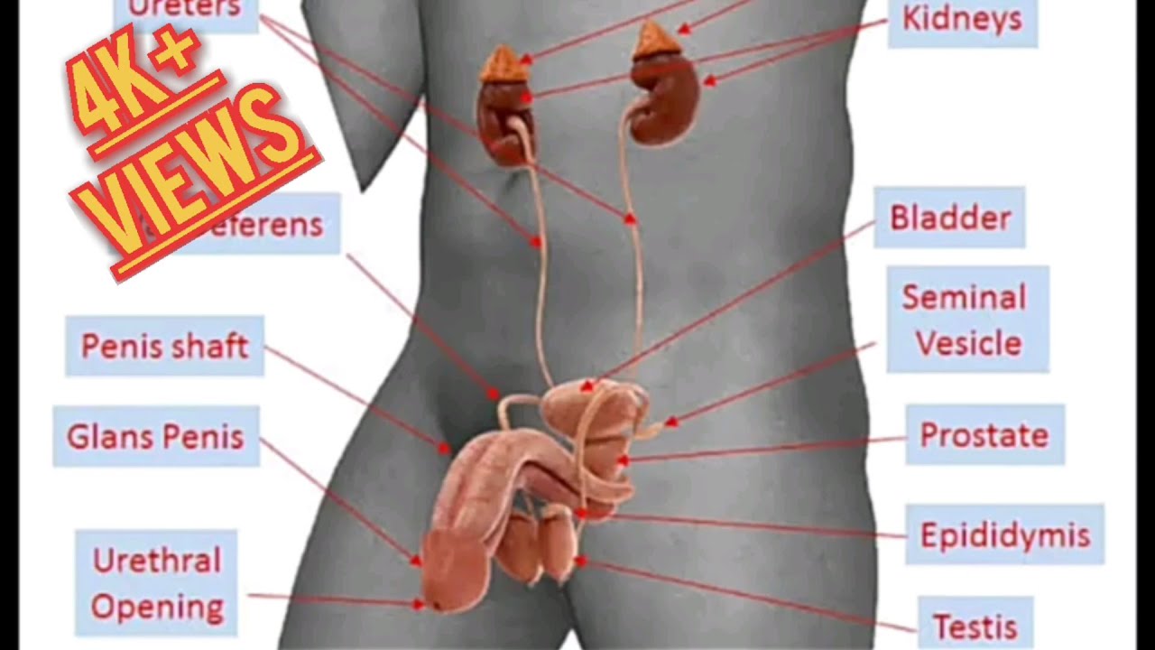 Male reproductive organs, Real anatomy of male sexual organ,part