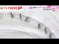 記録的猛暑で蚊にも異変か！？　広島