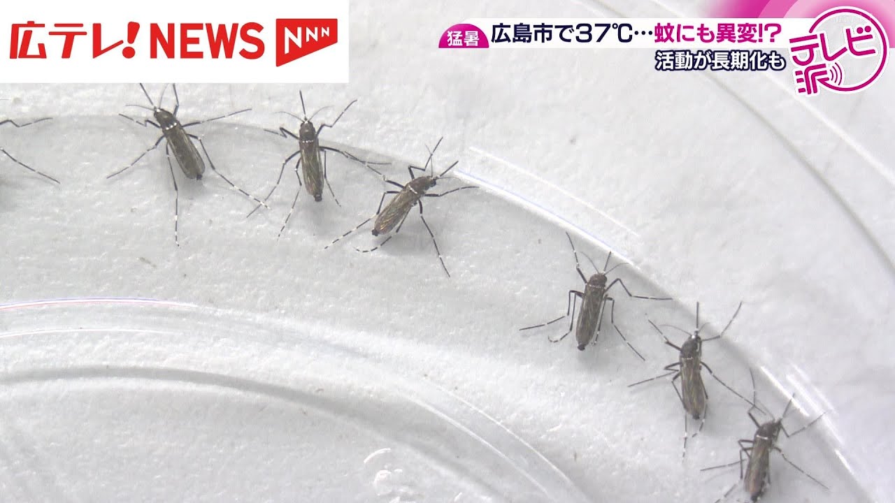 記録的猛暑で蚊にも異変か！？ 広島 - YouTube