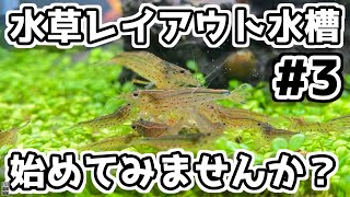 水草レイアウト水槽を立ち上げる #3「水草のトリミングしてみませんか？」【60センチハイタイプ水槽】