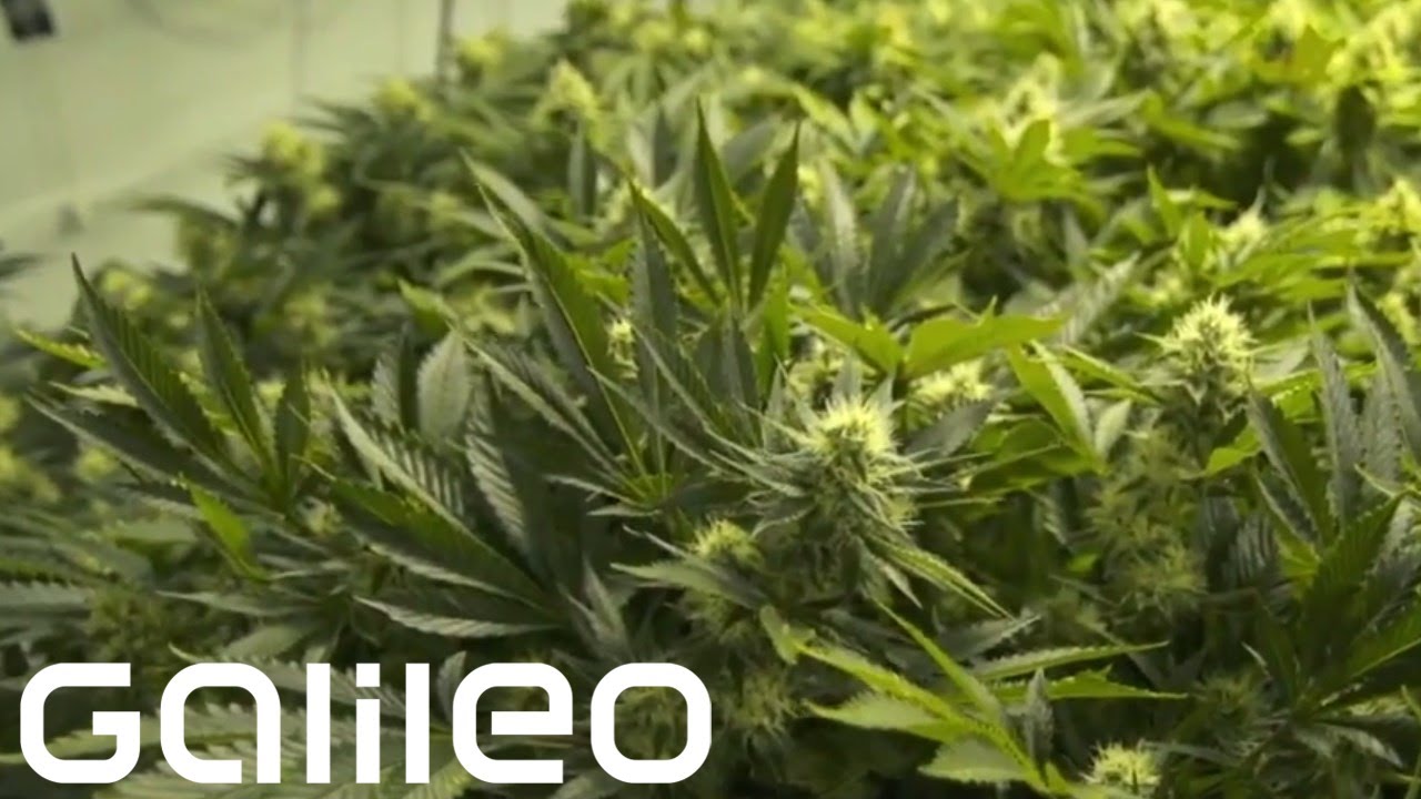 Der Marihuana-Boom | Galileo
