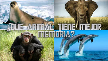 ¿Qué animal tiene mejor memoria?