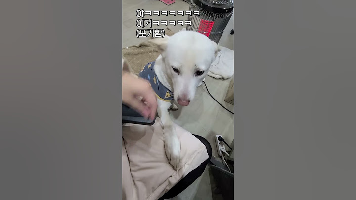 엄마가 없어졌을때 진돗개의 반응